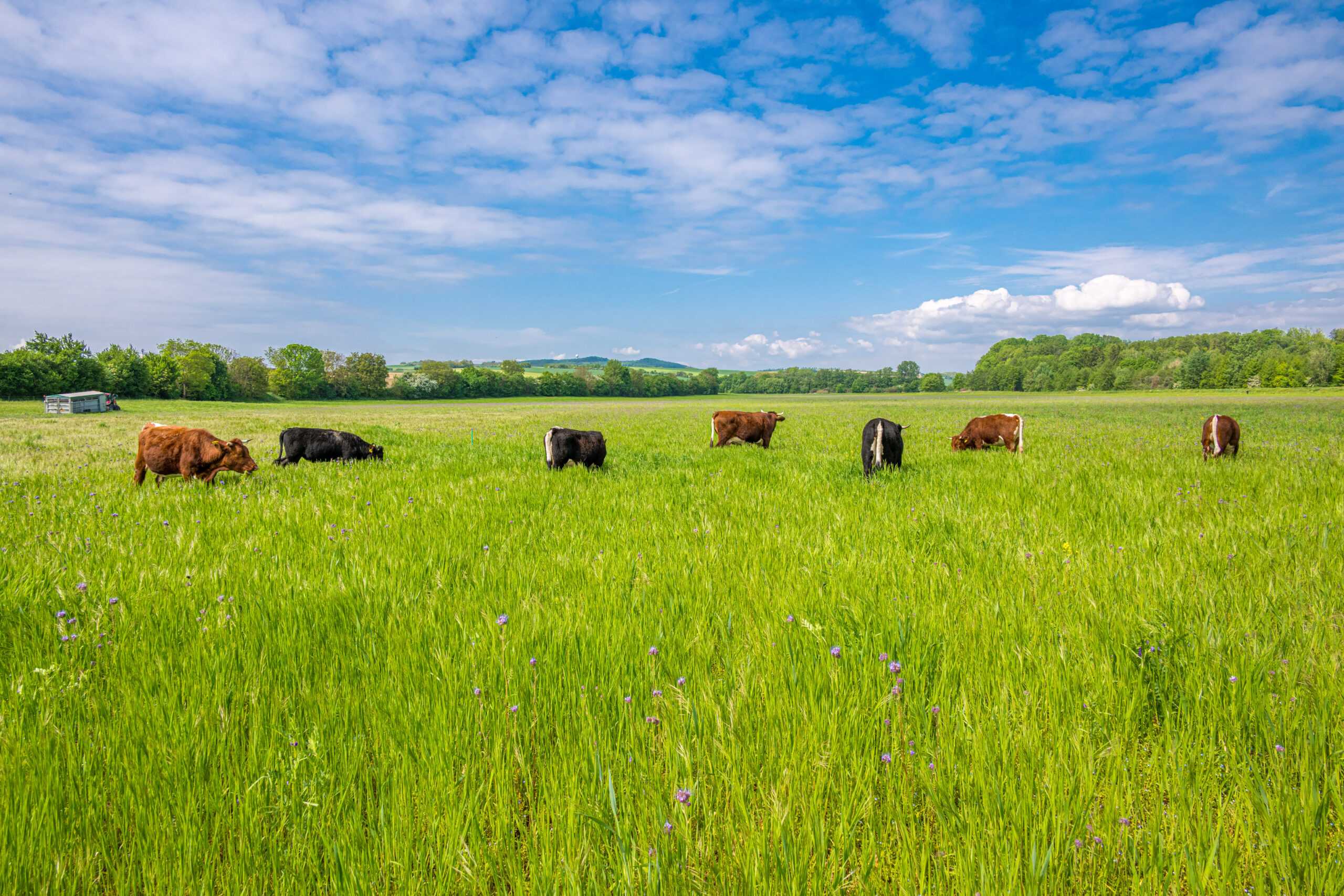 Leiser Berge_Wilde Weiden_c_Fotoclub Ernstbrunn.jpg