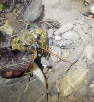 Steinkrebs (Austropotamobius torrentium), © Samuel Auer.jpg