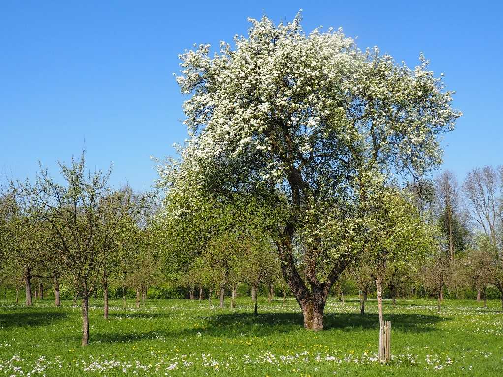 NÖ Heckentag, Obstbaumwiese